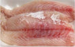 Corvina Filet sin panzas empacada Individual